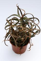 Aloe bakeri § Madagascar 