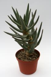 Aloe dichotoma Y. 