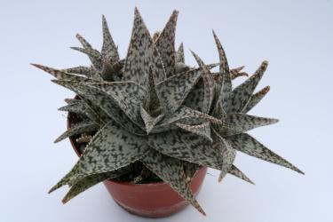 Aloe Doran Black 