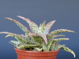 Aloe Sean Red Madagascar 