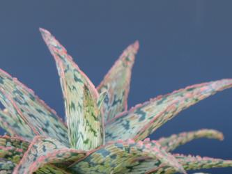 Aloe Sean Red Madagascar 