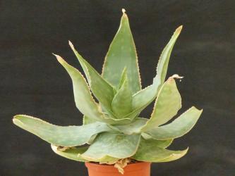 Aloe Striata-Hybriden 