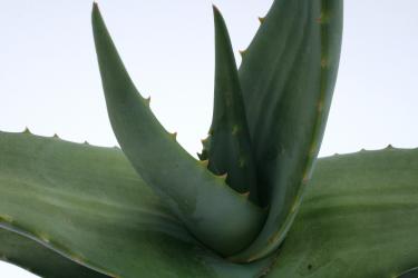 Aloe tomentosa 