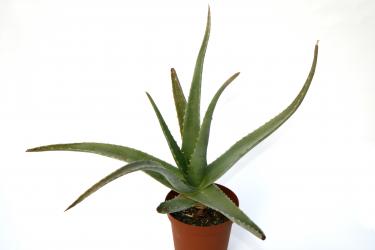 Aloe vera es. % 