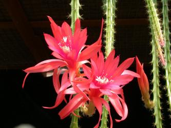 Aporocactus Contessa 