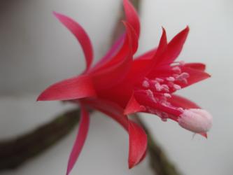 Aporocactus Elfentraum ESA13440 