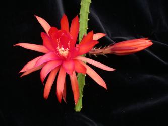 Aporocactus Evita 