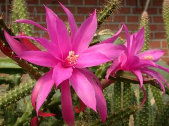Aporocactus Fairy Dancer 