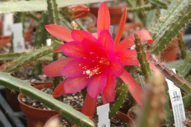Aporocactus Gillan 