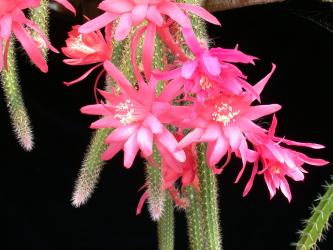 Aporocactus Heideröschen 