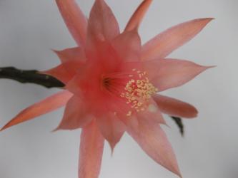 Aporocactus Kadootje ESA13441 