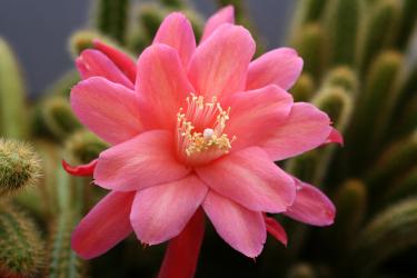Aporocactus Klärchen 