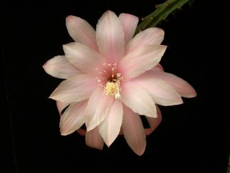 Aporocactus Moonlight 