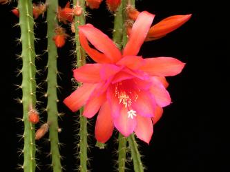 Aporocactus Oaklight 