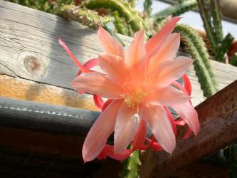 Aporocactus Orange Queen 