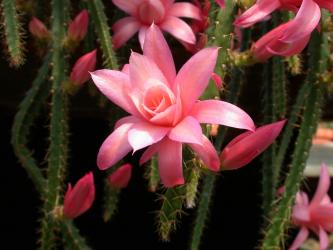 Aporocactus Pastel Rose 