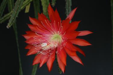 Aporocactus Peggys Cartwheel 