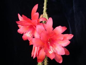 Aporocactus Rettigsche Hybride 