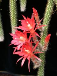 Aporocactus Scheunemann 