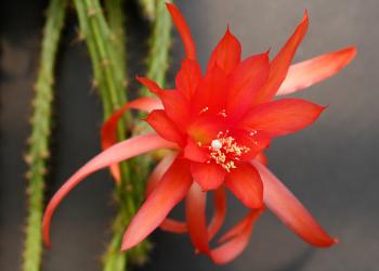 Aporocactus Sussex Flame 