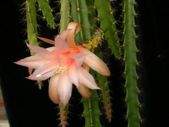 Aporocactus Tangerine 
