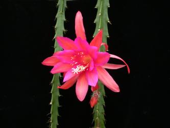 Aporocactus Wendy 
