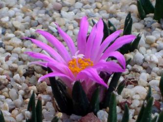 Ariocarpus agavoides § % 