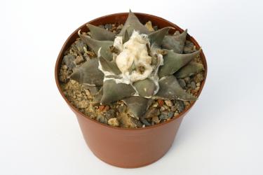 Ariocarpus retusus ssp. confusus § % Aramberri, NL, MEX 