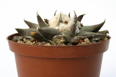 Ariocarpus retusus ssp. confusus § % 