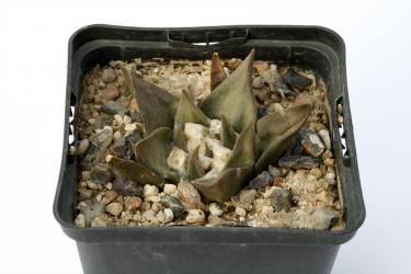 Ariocarpus confusus § % 