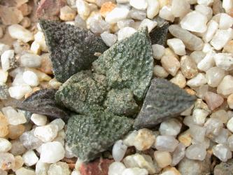 Ariocarpus fissuratus § % 