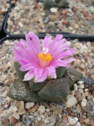 Ariocarpus fissuratus § % 