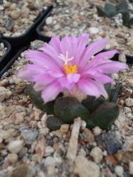 Ariocarpus fissuratus § % 