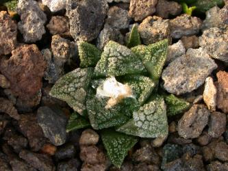 Ariocarpus fissuratus ssp. hintonii § % 