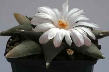Ariocarpus furfuraceus § % 