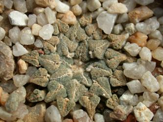 Ariocarpus kotschoubeyanus § % 