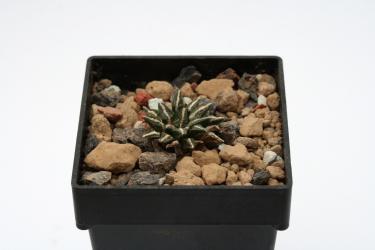 Ariocarpus kotschoubeyanus v. macdowellii § % El Pilar, Puebla, MEX 