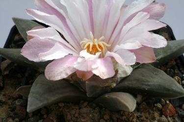 Ariocarpus retusus v. elongatus § % 