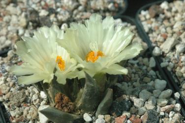 Ariocarpus trigonus % El Olmo, Cuidad Victoria, Tam, MEX 