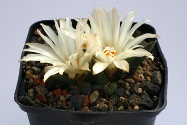 Ariocarpus trigonus v. elongatus § % 