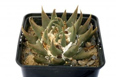 Ariocarpus trigonus % 