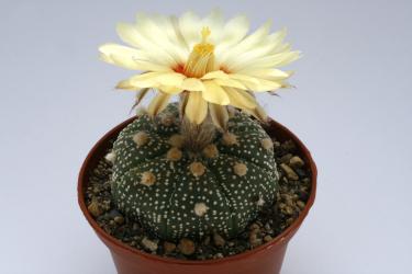 Astrophytum asterias § % 