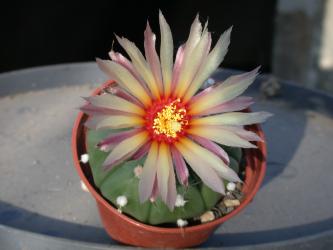 Astrophytum Asterias-Hybrids 