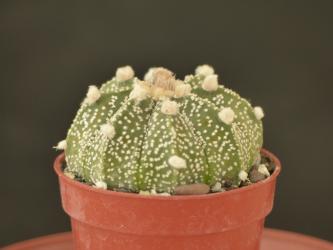 Astrophytum Asterias-Hybriden § 