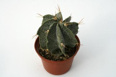 Astrophytum Beguin-Hybrids 