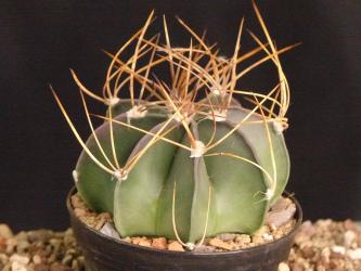Astrophytum capricorne ssp. crassispinum 