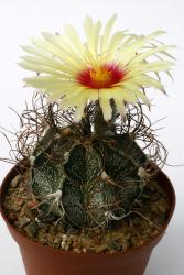 Astrophytum capricorne v. minor % La Rosa, Coah, MEX 