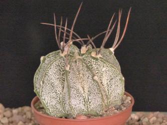 Astrophytum capricorne ssp. niveum DU02a 33km West of Cuatrocienegas up to Microonda, Coah, MEX 