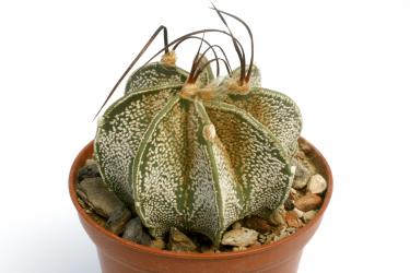 Astrophytum capricorne % SB331 