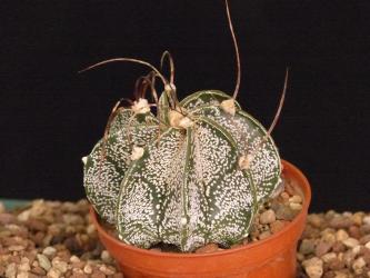 Astrophytum capricorne % SB331 